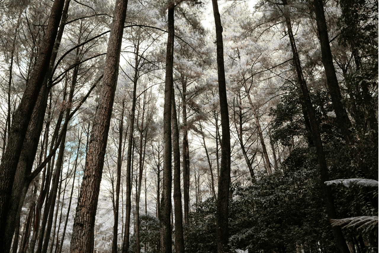 Sam Houston National Forest